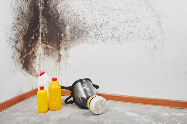 Mold Removal Process in Alto, GA