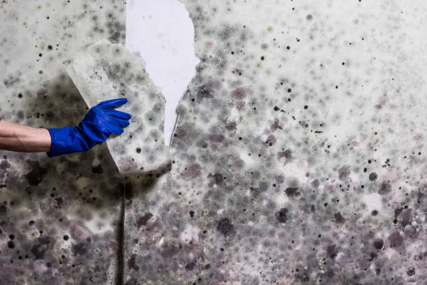 Best Mold Cleaning Services  in Alto, GA
